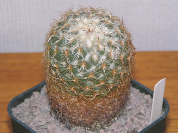 Ayr Cactus Branch